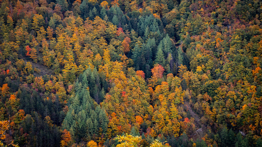 Weekend Toscana: la magia del fall foliage nel Parco delle Foreste Casentinesi