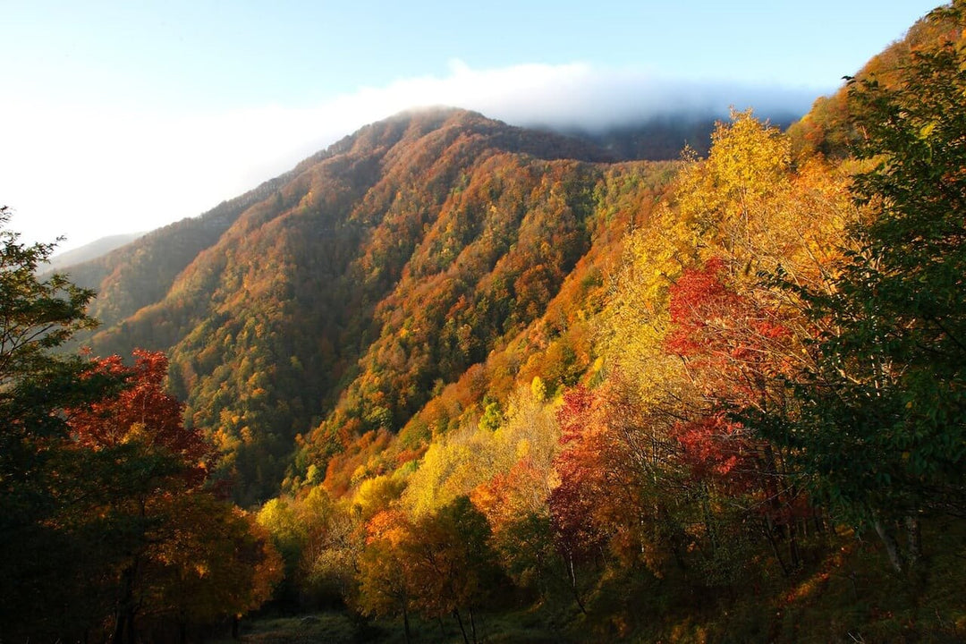 Weekend Toscana: la magia del fall foliage nel Parco delle Foreste Casentinesi