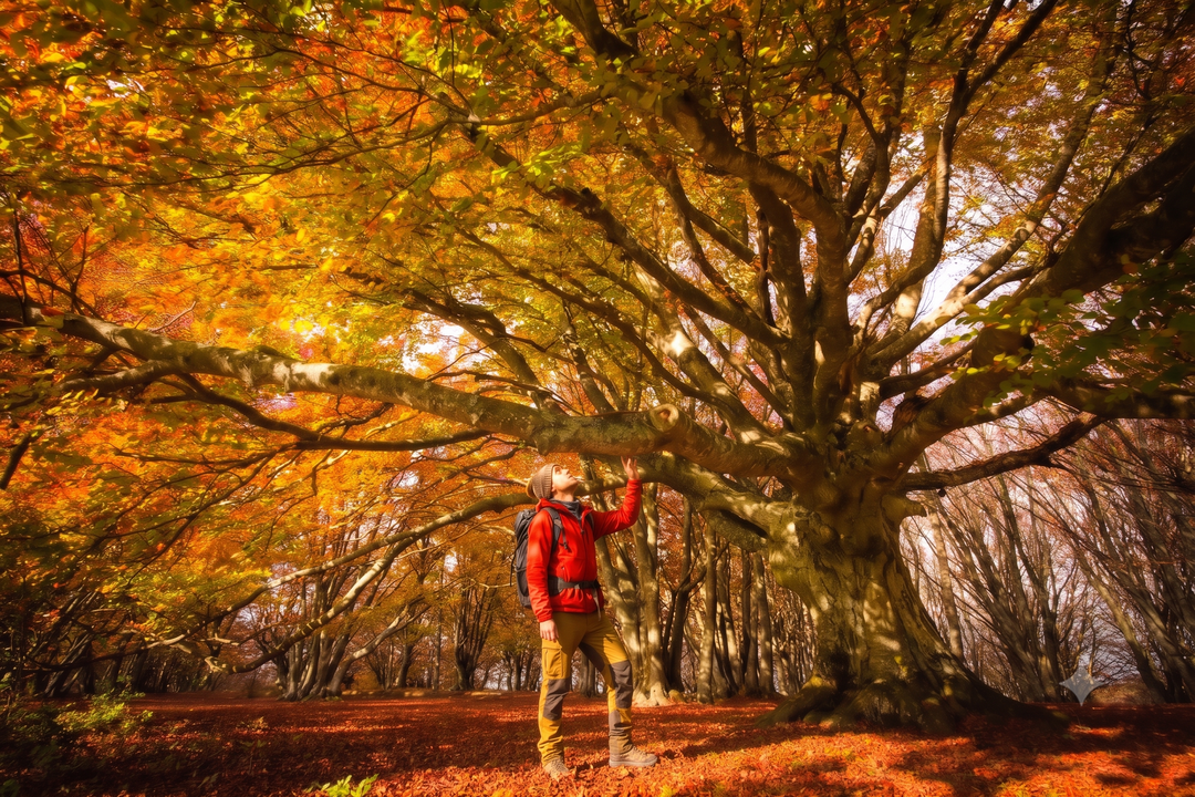 Weekend Toscana: la magia del fall foliage nel Parco delle Foreste Casentinesi