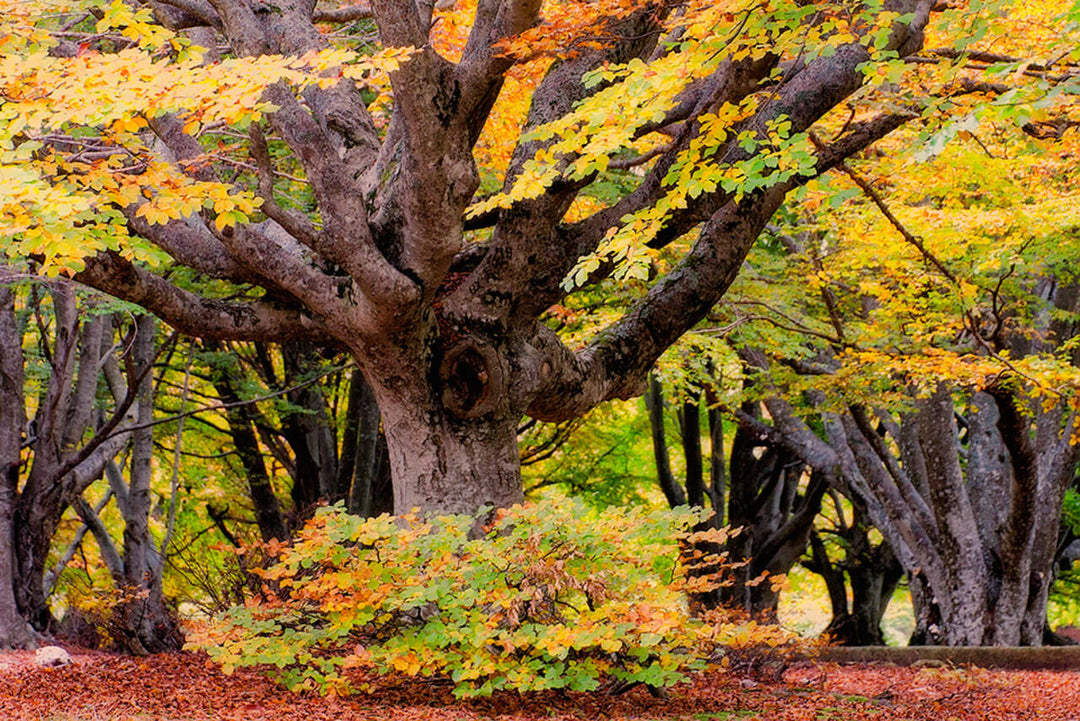 Weekend Toscana: la magia del fall foliage nel Parco delle Foreste Casentinesi