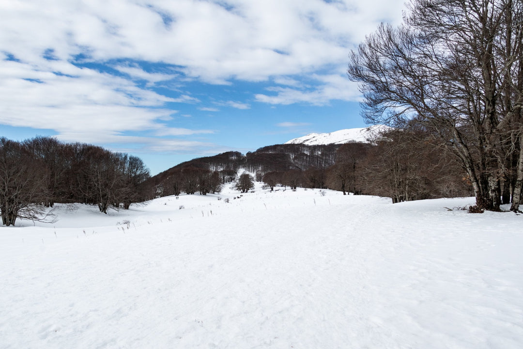 Ciaspolata tra i Boschi del Cerasolo con Pranzo al Rifugio San Rocco - Strike Adventure