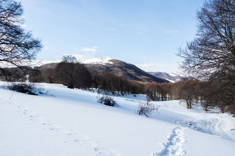 Ciaspolata tra i Boschi del Cerasolo con Pranzo al Rifugio San Rocco - Strike Adventure
