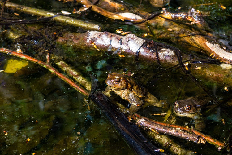 Escursione al Lago di Nemi e il Sentiero degli Acquedotti - Strike Adventure