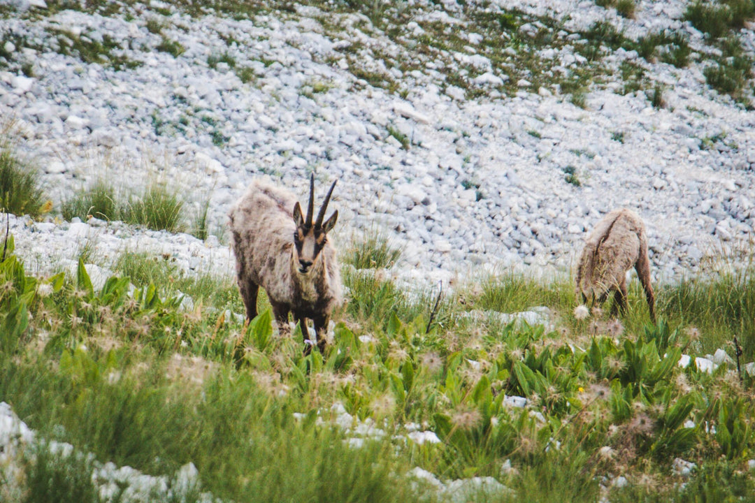 Sul Gran Sasso lungo le creste di Monte e Cima Bolza con terzo tempo di arrositcini