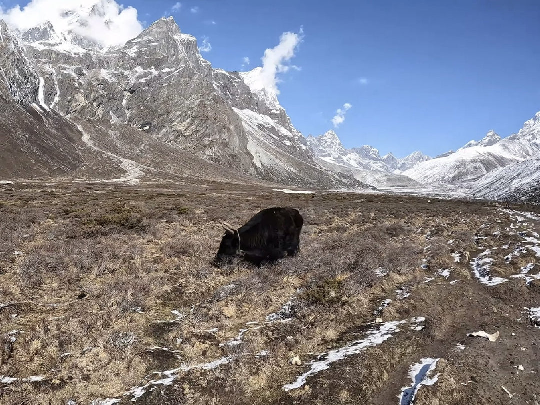 Everest Base Camp: il trekking di capodanno ai piedi della montagna più alta del pianeta - Strike Adventure