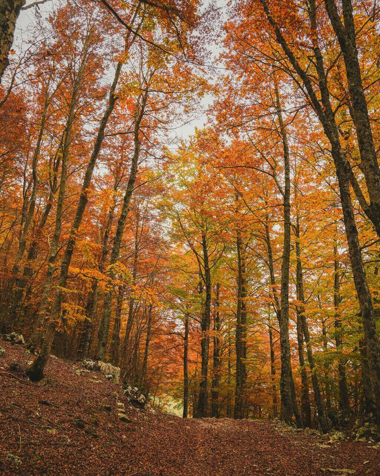 Trekking Forca D'Acero tra i magici colori del Foliage – Parco Nazionale d'Abruzzo, Lazio e Molise, Abruzzo | Strike Adventure