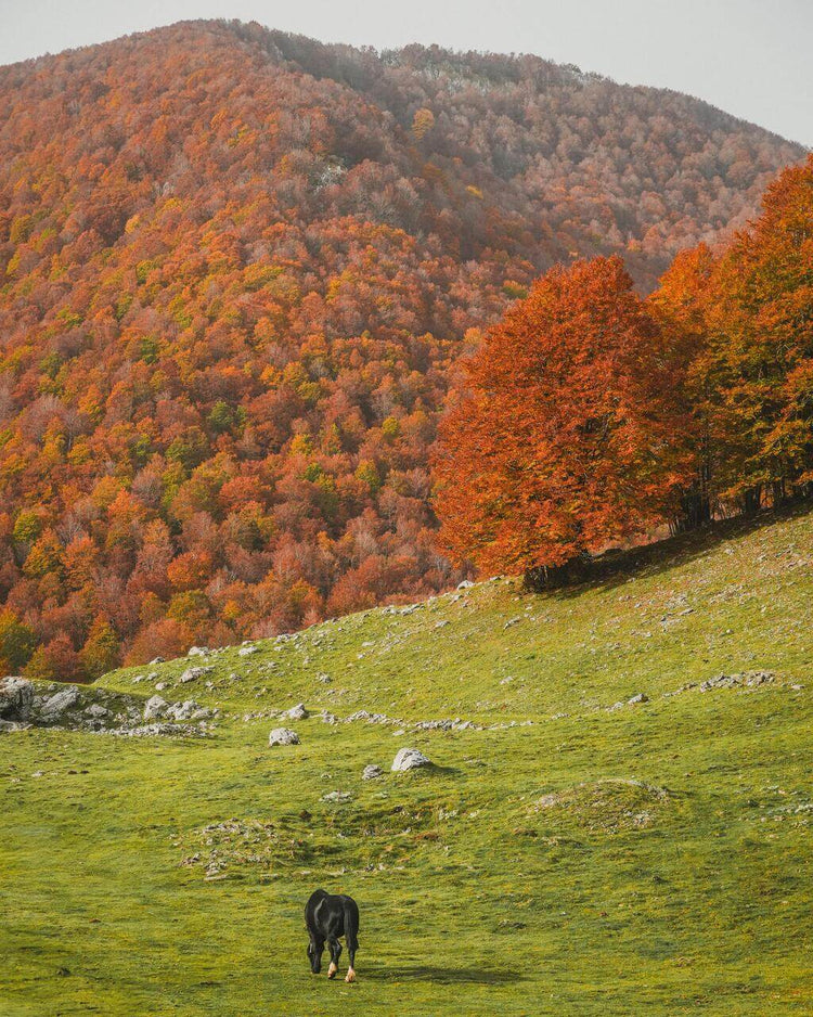 Trekking Forca D'Acero tra i magici colori del Foliage – Parco Nazionale d'Abruzzo, Lazio e Molise, Abruzzo | Strike Adventure