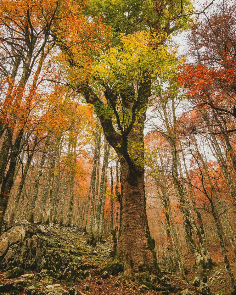 Trekking Forca D'Acero tra i magici colori del Foliage – Parco Nazionale d'Abruzzo, Lazio e Molise, Abruzzo | Strike Adventure