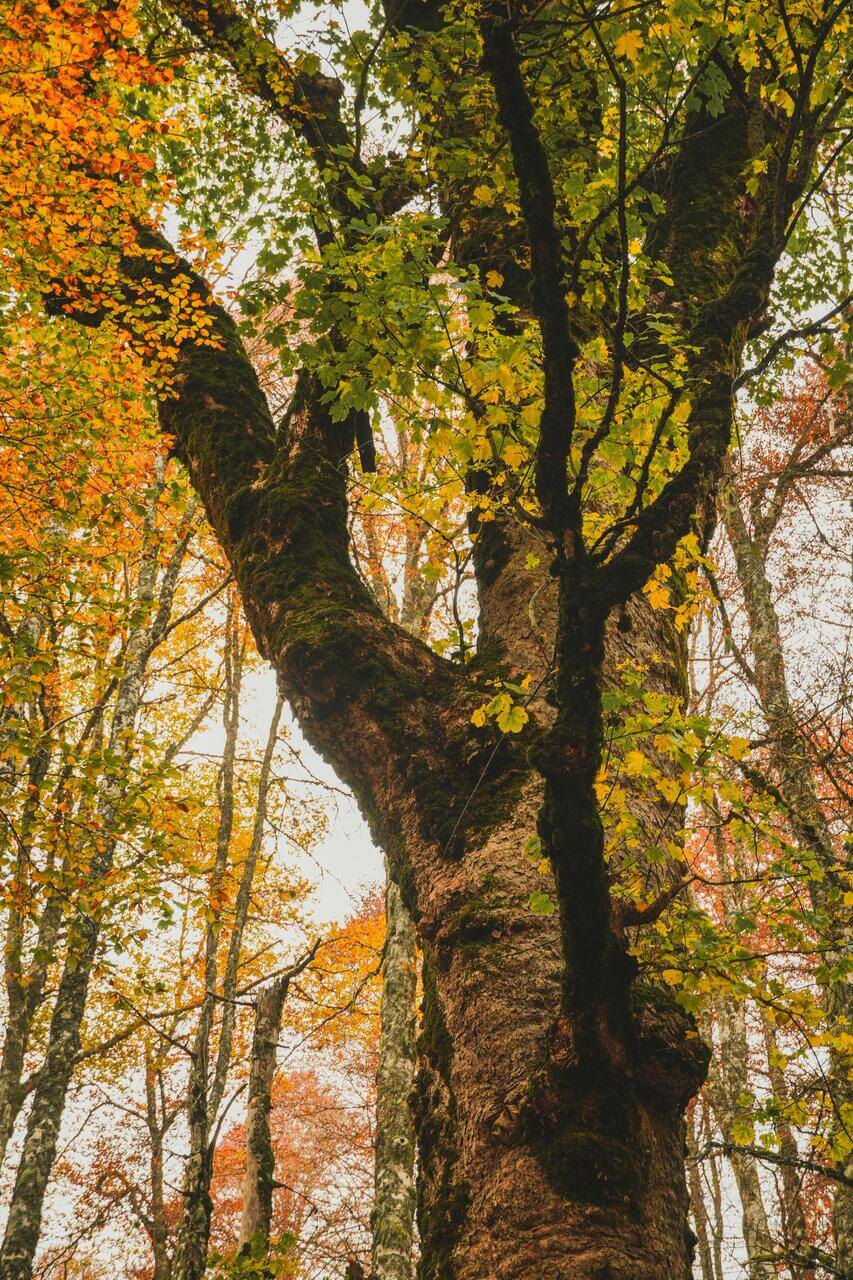 Trekking Forca D'Acero tra i magici colori del Foliage – Parco Nazionale d'Abruzzo, Lazio e Molise, Abruzzo | Strike Adventure