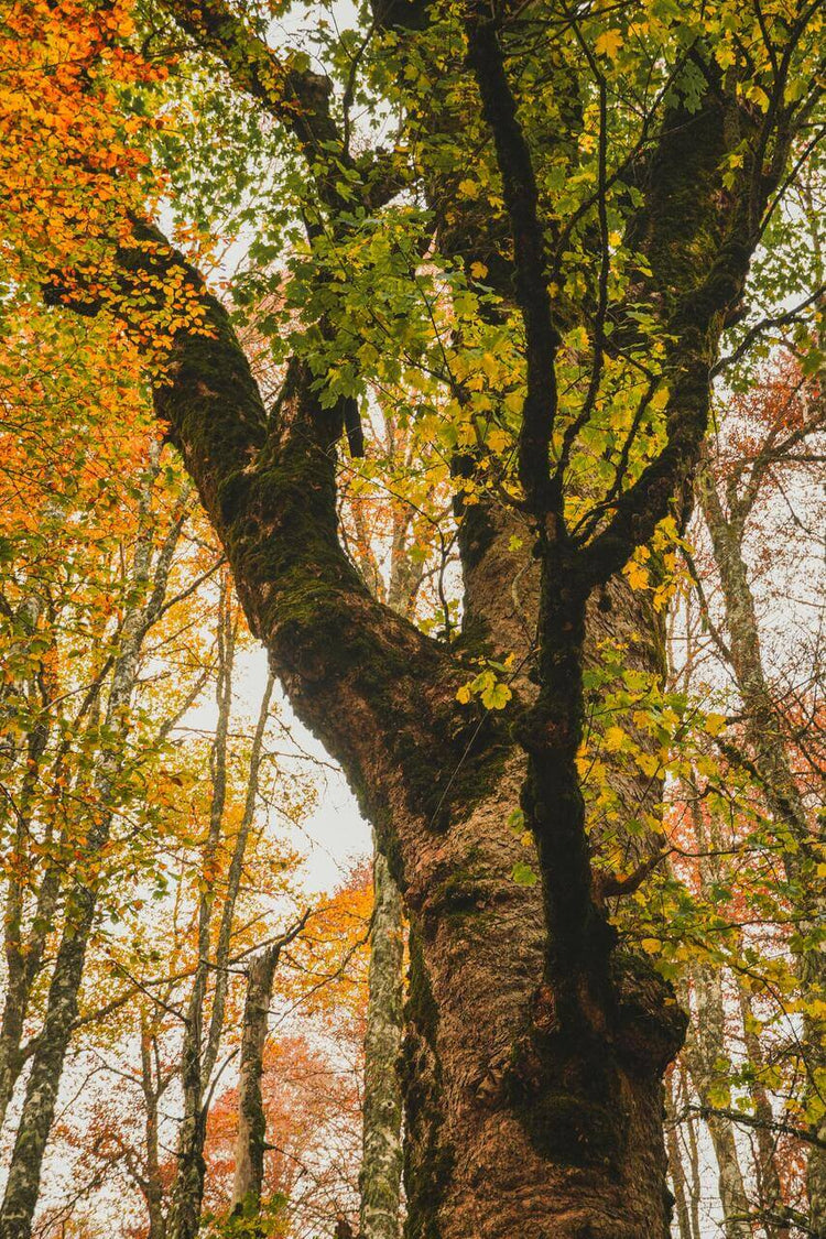 Trekking Forca D'Acero tra i magici colori del Foliage – Parco Nazionale d'Abruzzo, Lazio e Molise, Abruzzo | Strike Adventure
