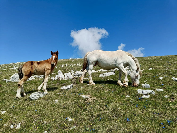 I 2156m di Monte Viglio per il Passo del Gendarme - Strike Adventure