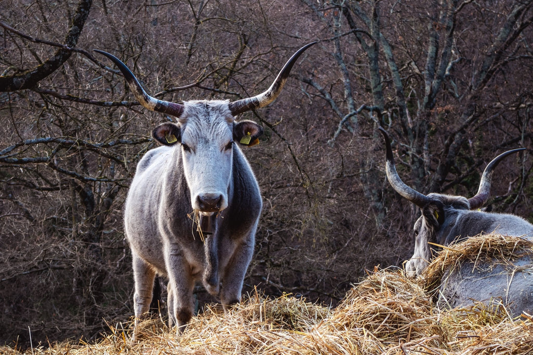 I Panorami del Monte Catillo - Strike Adventure