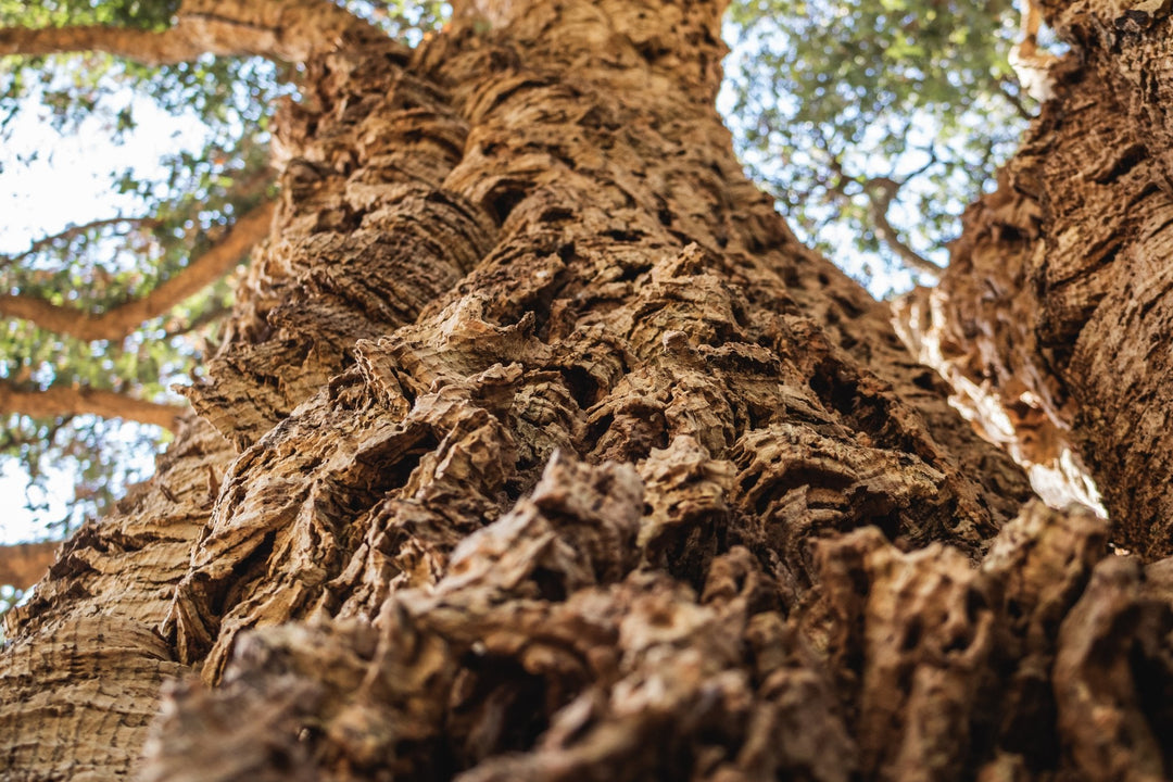 I Panorami del Monte Sterparo con Terzo Tempo al Borgo Storico di Tivoli - Strike Adventure