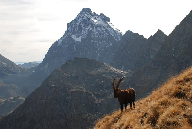 Il Grande Anello del Monviso: un Trekking al cospetto del Re di Pietra - Strike Adventure