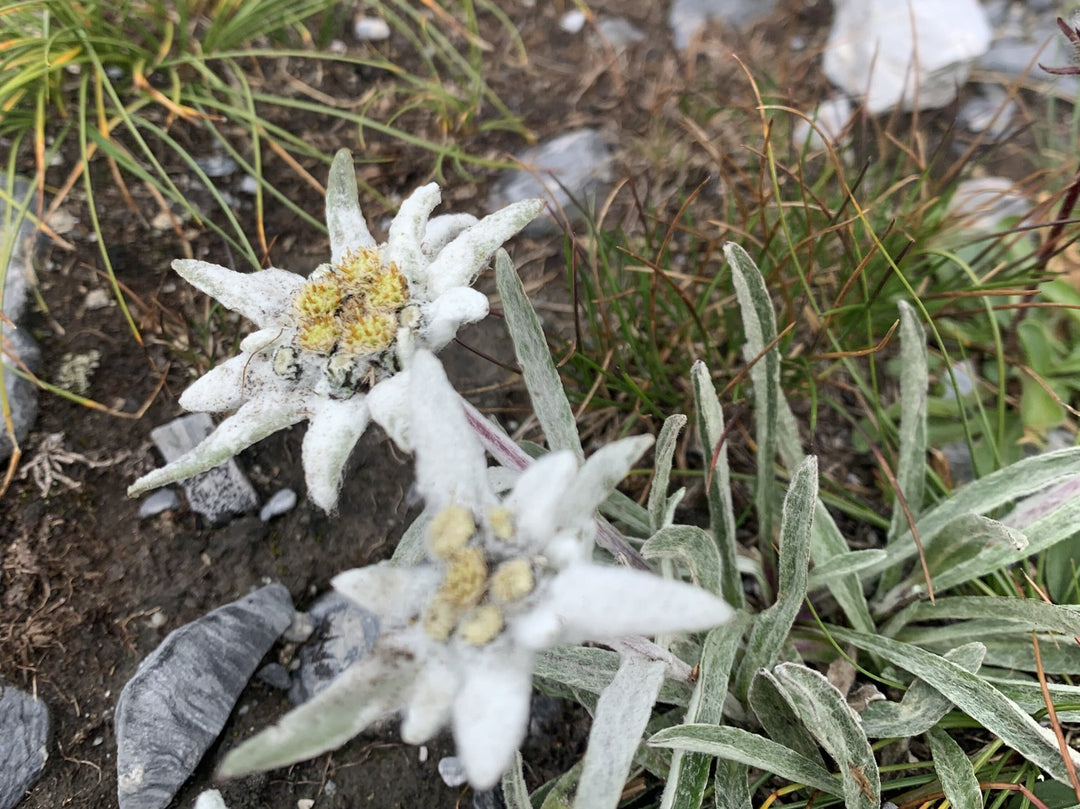 Il Grande Anello del Monviso: un Trekking al cospetto del Re di Pietra - Strike Adventure