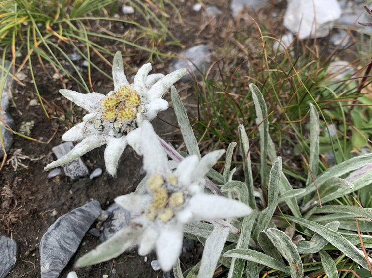 Il Grande Anello del Monviso: un Trekking al cospetto del Re di Pietra - Strike Adventure