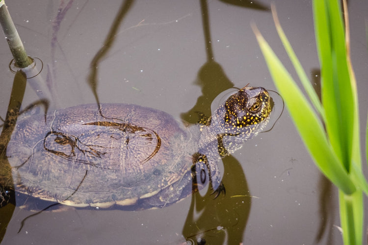 Il Parco Costiero più Bello d'Europa: sentieri, torri e spiagge della Maremma Toscana - Strike Adventure