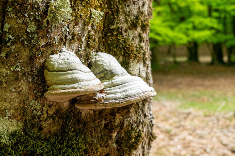 Lo Sprone Maraoni e le sue Terrazze Panoramiche - Strike Adventure