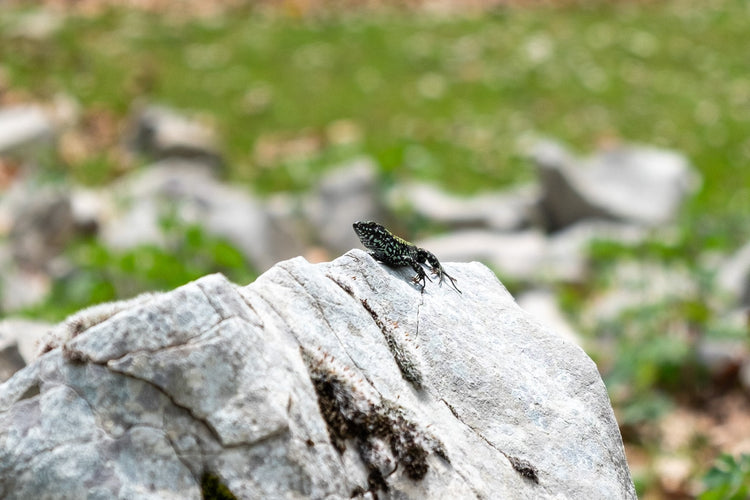 Lo Sprone Maraoni e le sue Terrazze Panoramiche - Strike Adventure