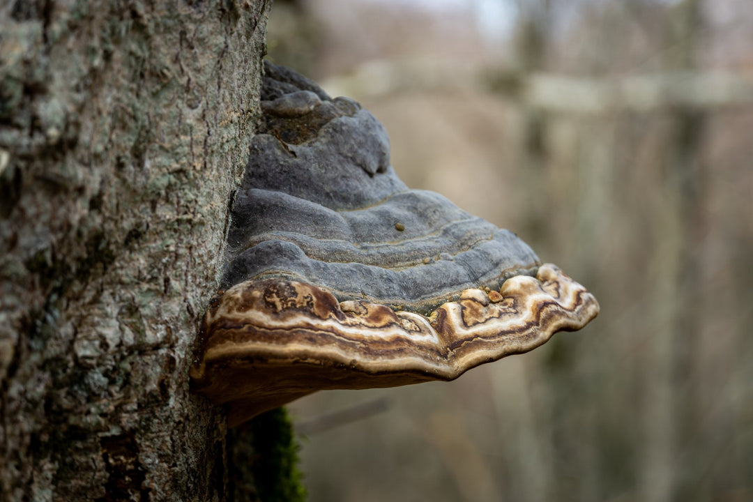 Monte Malaina e le sue terrazze sul mare - Strike Adventure