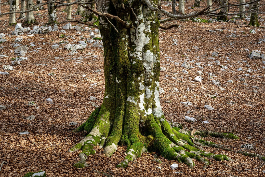 Monte Malaina e le sue terrazze sul mare - Strike Adventure