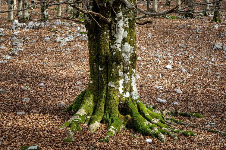 Monte Malaina e le sue terrazze sul mare - Strike Adventure