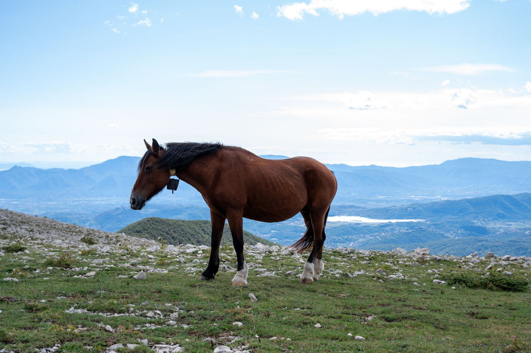 Monte Ortara: panorami e creste dei Monti Ernici - Strike Adventure