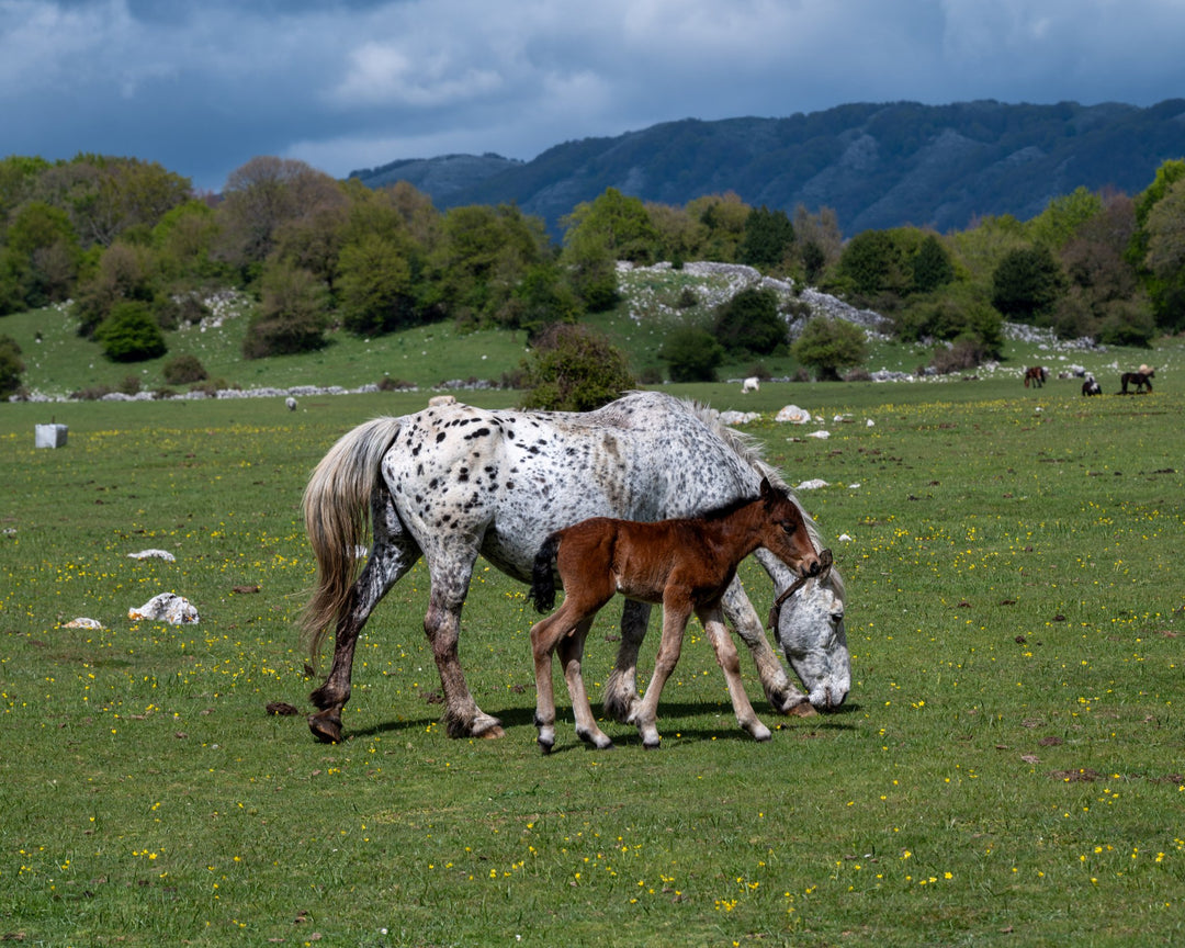 Monte Gennaro e i suoi Panorami a 360°