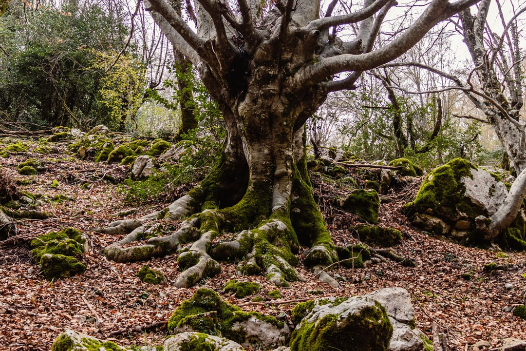 Monte Gennaro e i suoi Panorami a 360°