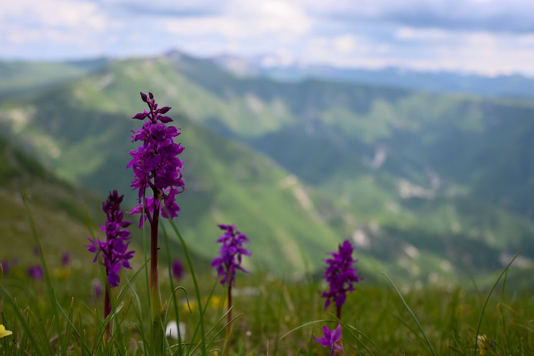 Panorami A 360° dalla vetta di Monte Autore - Strike Adventure