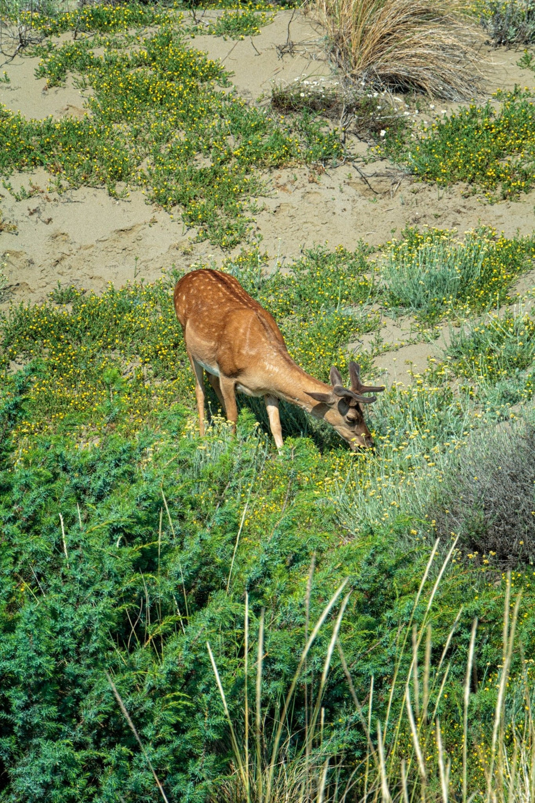 Trekking Ponte dell'Immacolata alla scoperta del Parco Costiero più bello d'Europa – Parco della Maremma, Toscana | Strike Adventure