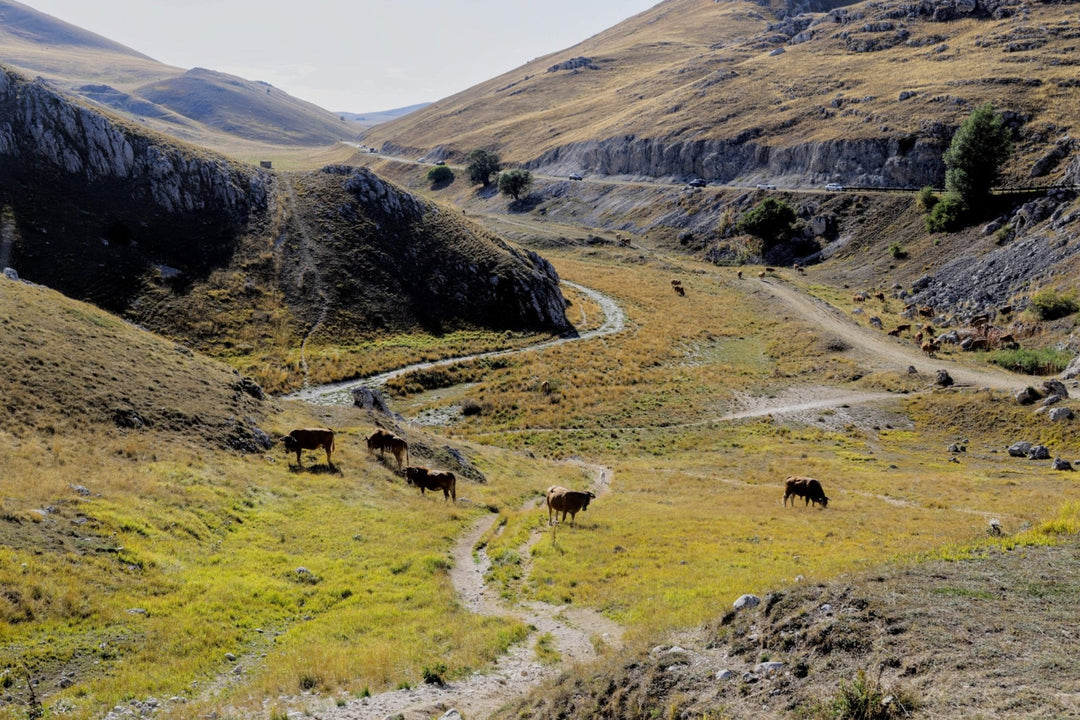 Trekking Sul Gran Sasso tra Monte Siella e Canyon dello Scoppaturo con finale di arrosticini – Parco Nazionale Gran Sasso e Monti della Laga, Abruzzo | Strike Adventure