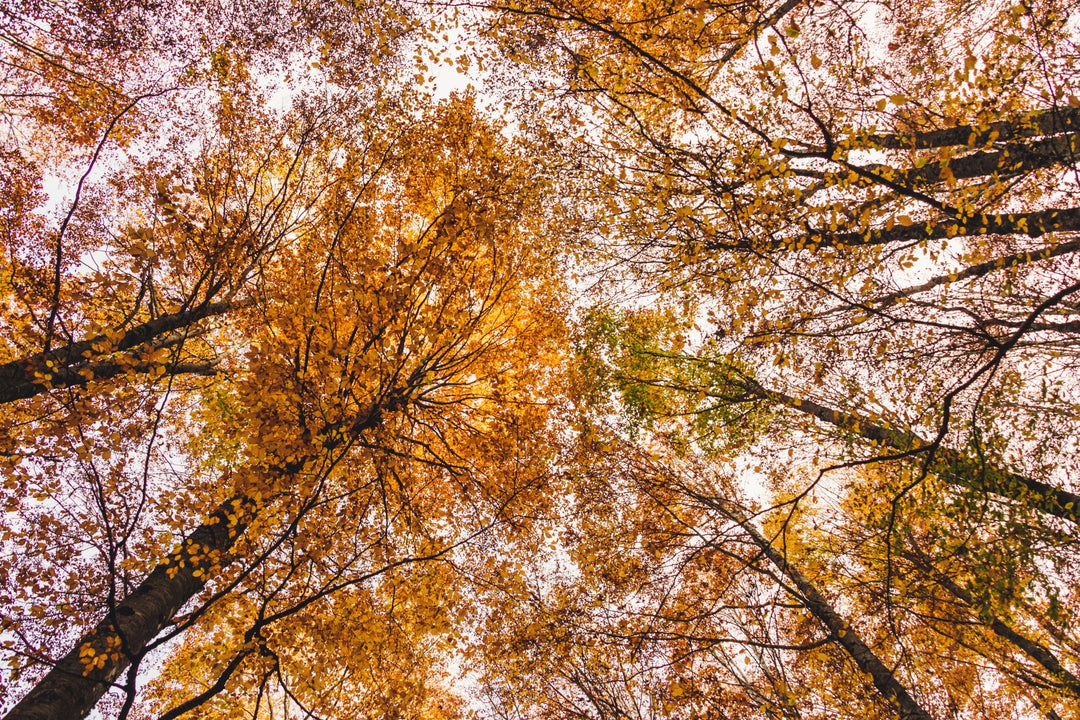 Weekend di Halloween tra i colori del foliage nell'area protetta più antica d'Italia