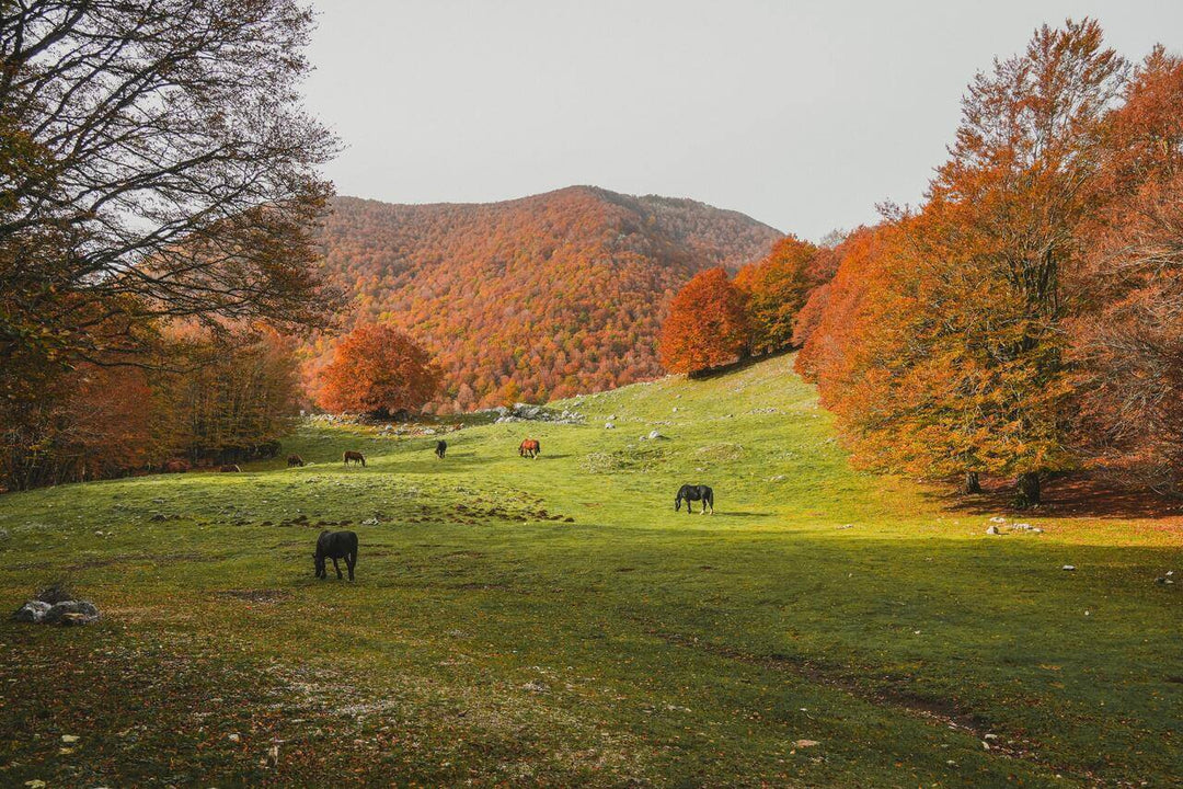 Weekend di Halloween tra i colori del foliage nell'area protetta più antica d'Italia