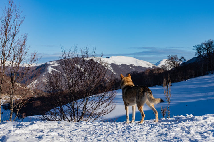 Trekking in Ciaspola + Sunset Experience e Notte stellata al Rifugio della Cicerana - Strike Adventure