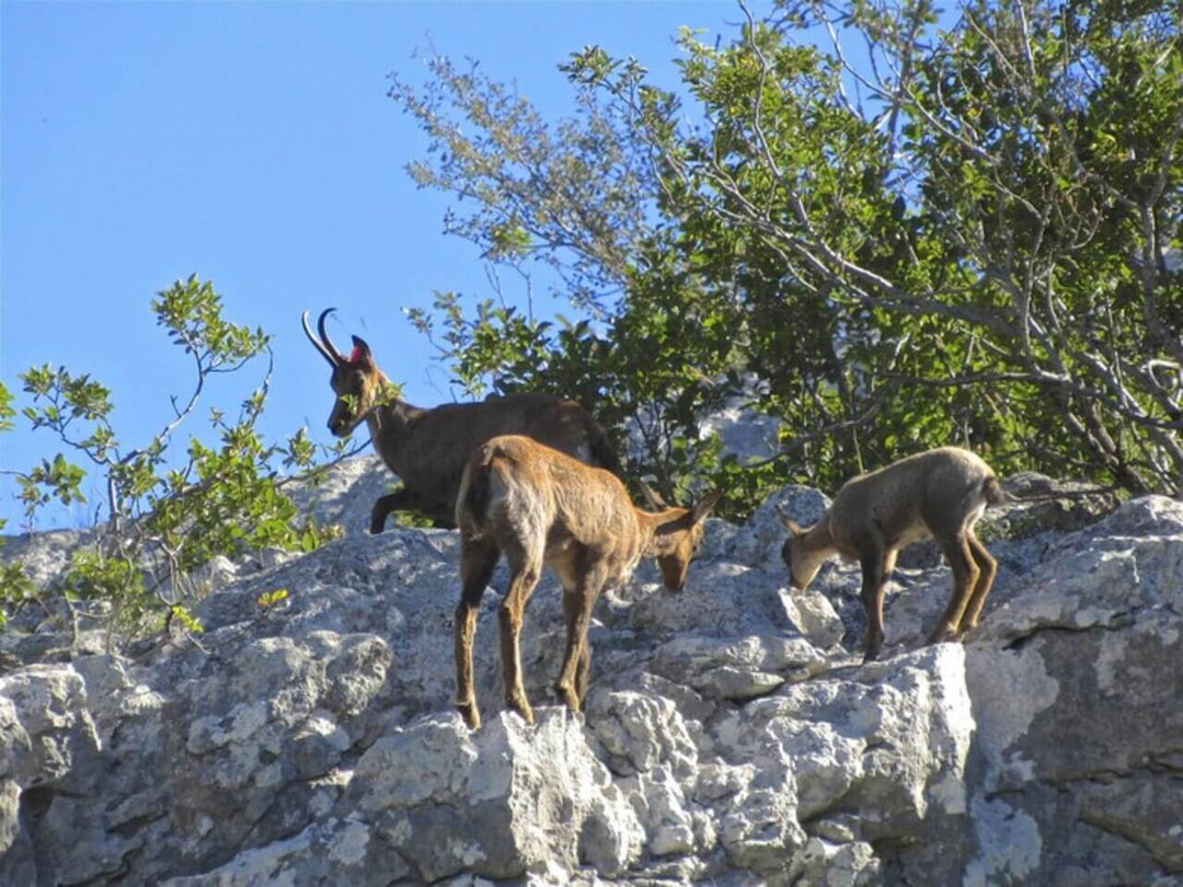 I Rifugi di Mandra Murata: lì dove nasce il Sirente