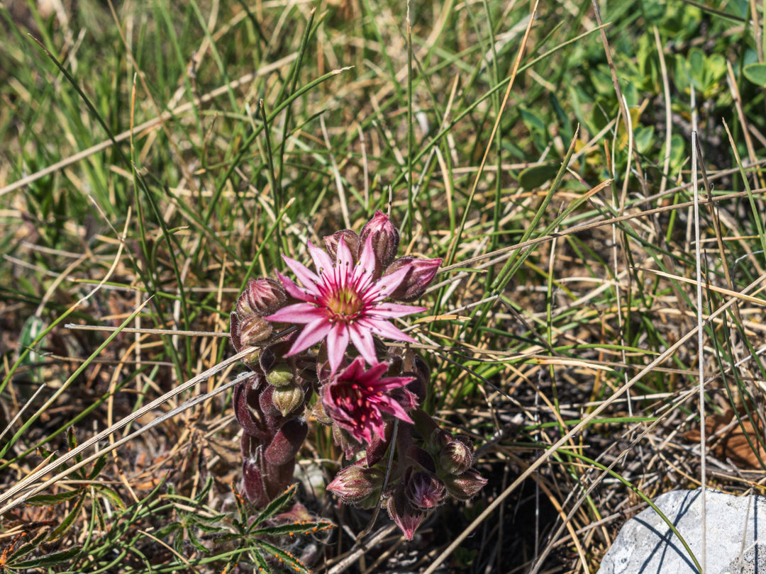 I Rifugi di Mandra Murata: lì dove nasce il Sirente