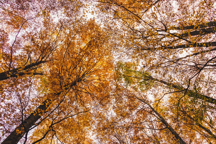 Weekend di Halloween tra i colori del foliage nell'area protetta più antica d'Italia - Strike Adventure