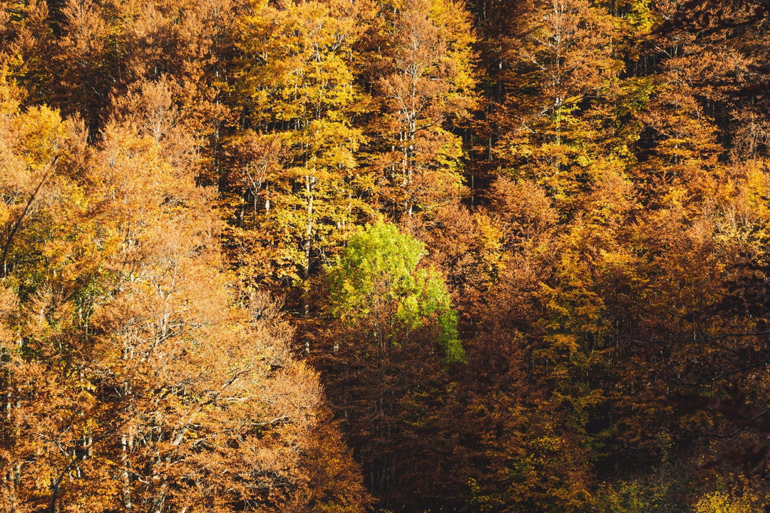 Weekend di Halloween tra i colori del foliage nell'area protetta più antica d'Italia - Strike Adventure