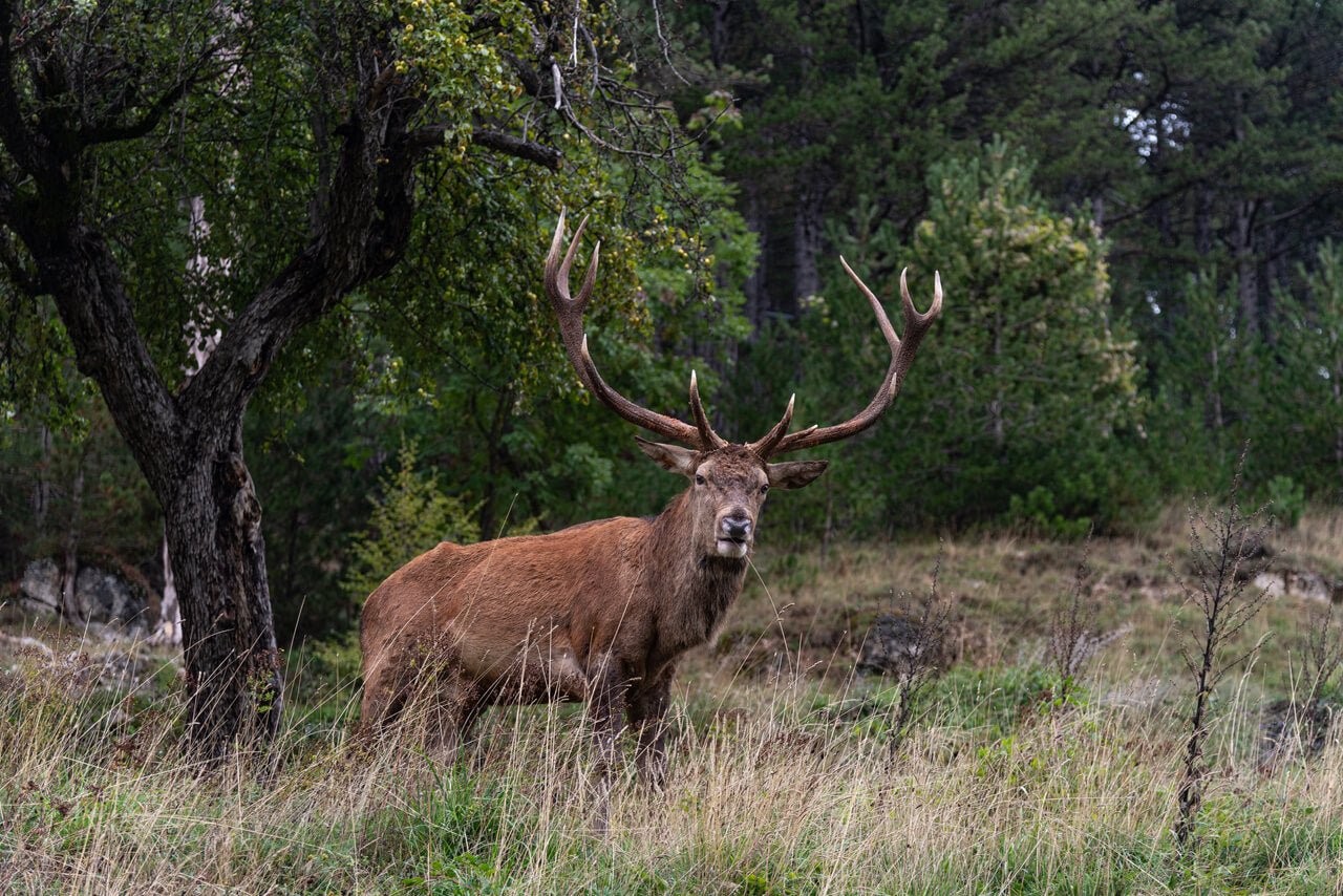 Weekend PNALM: il respiro del crepuscolo e il bramito dei Cervi dal tramonto all’alba - Strike Adventure