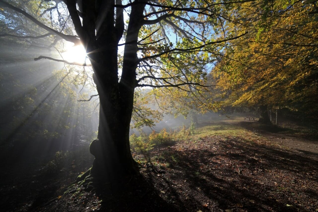 Weekend Toscana: la magia del fall foliage nel Parco delle Foreste Casentinesi - Strike Adventure