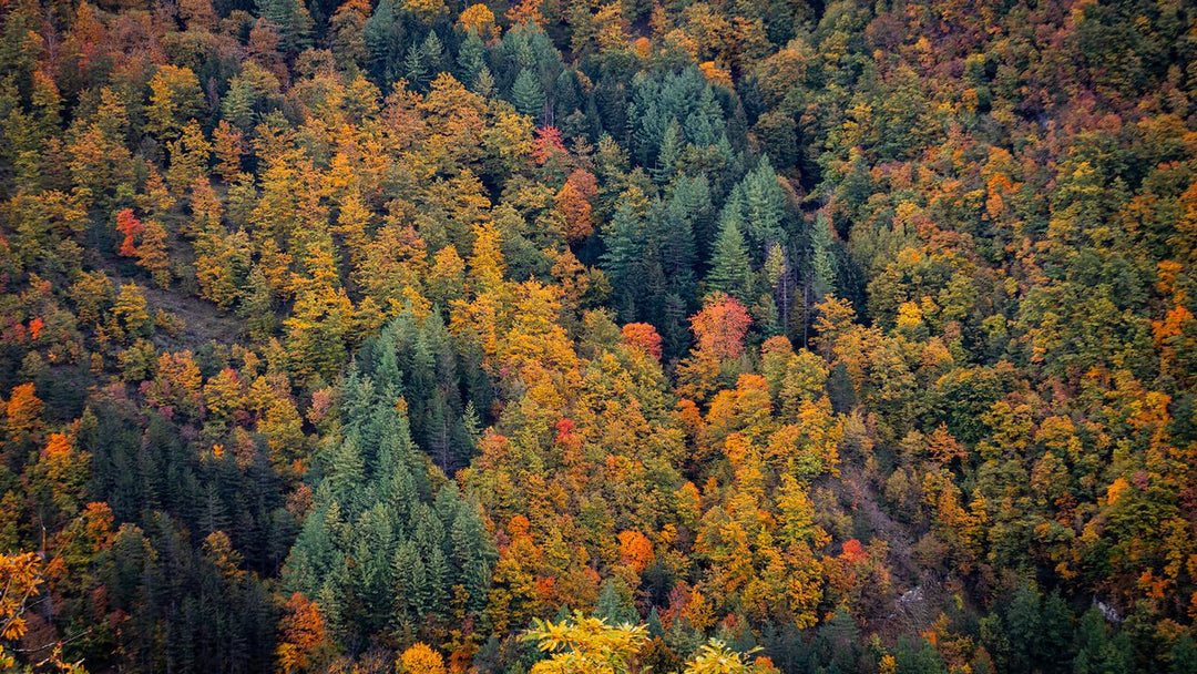 Weekend Toscana: la magia del fall foliage nel Parco delle Foreste Casentinesi - Strike Adventure