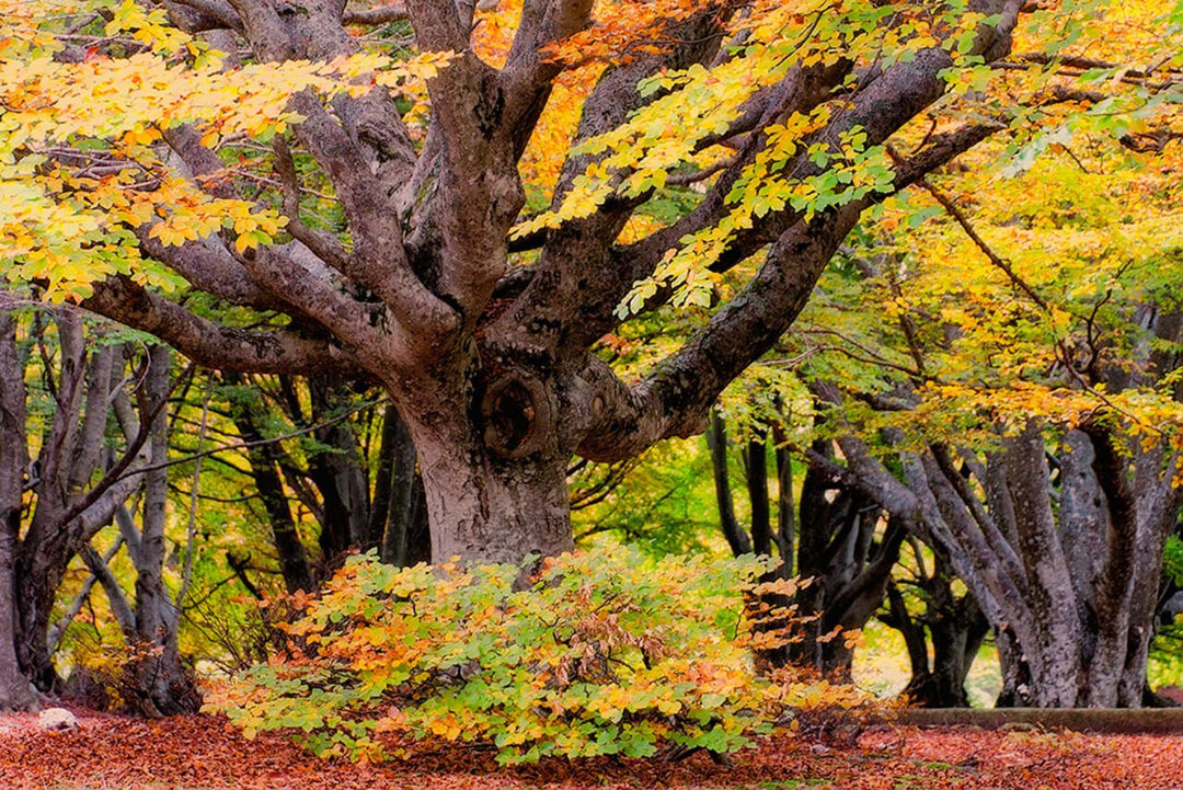 Weekend Toscana: la magia del fall foliage nel Parco delle Foreste Casentinesi - Strike Adventure