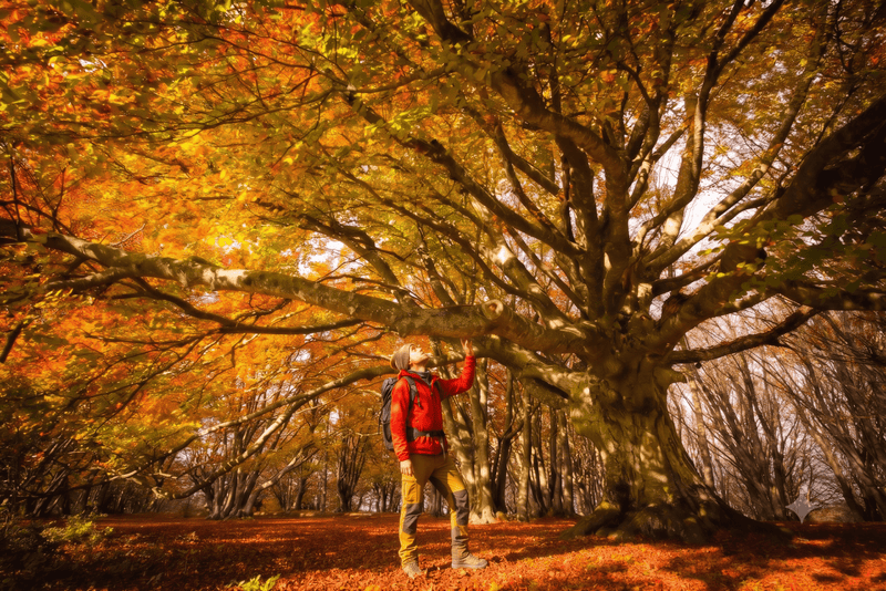 Weekend nel Casentino: la magia del fall foliage nel Parco delle Foreste Casentinesi