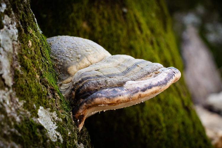 X Training al Monte Semprevisa per il Sentiero Nardi - Discover Experience