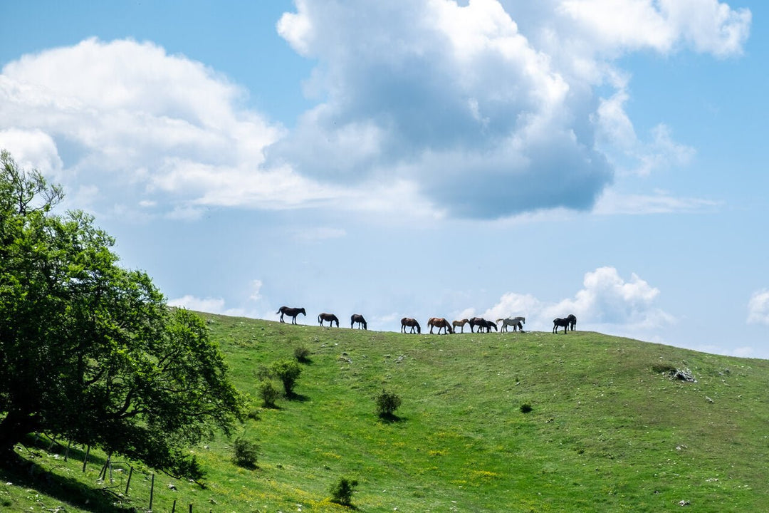 X Training panoramico sul Monte Navegna - Strike Adventure